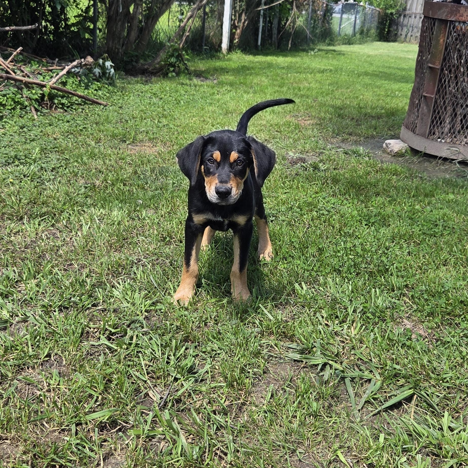 Capone, Adopted, Puppy Male Coonhound.