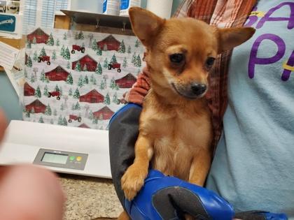 Icey, Adoptable, Young Female Mixed Breed & Mixed Breed.