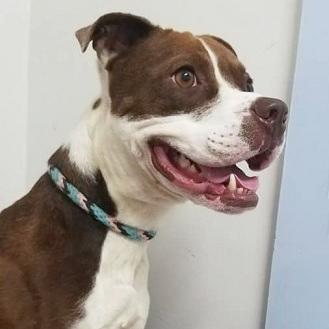 CHASE- Needs a foster/forever home!, a Adoptable mixed breed in Birmingham, MI image 2/6