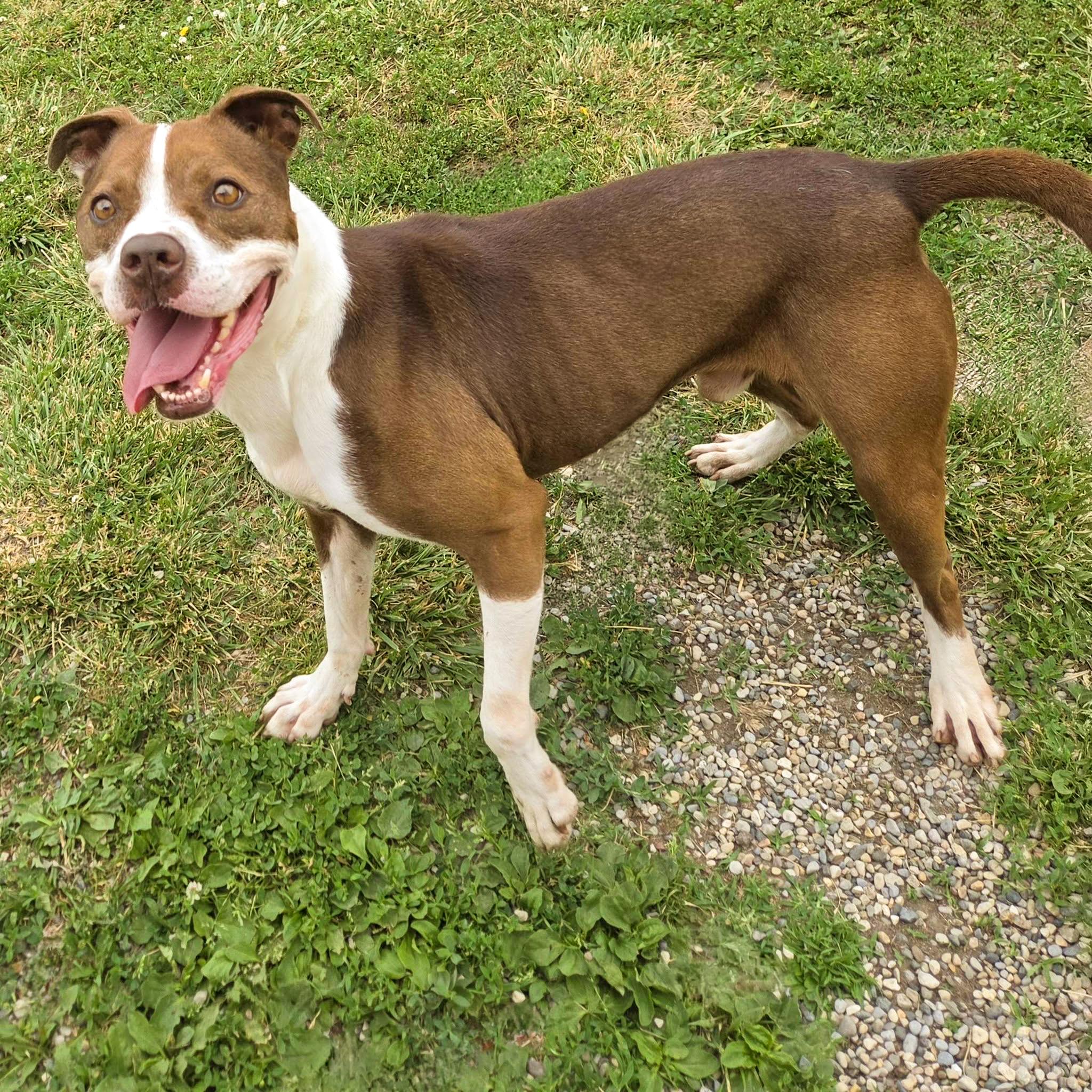 Enlarge CHASE- Needs a foster/forever home!, a Adoptable mixed breed in Birmingham, MI image 4/6