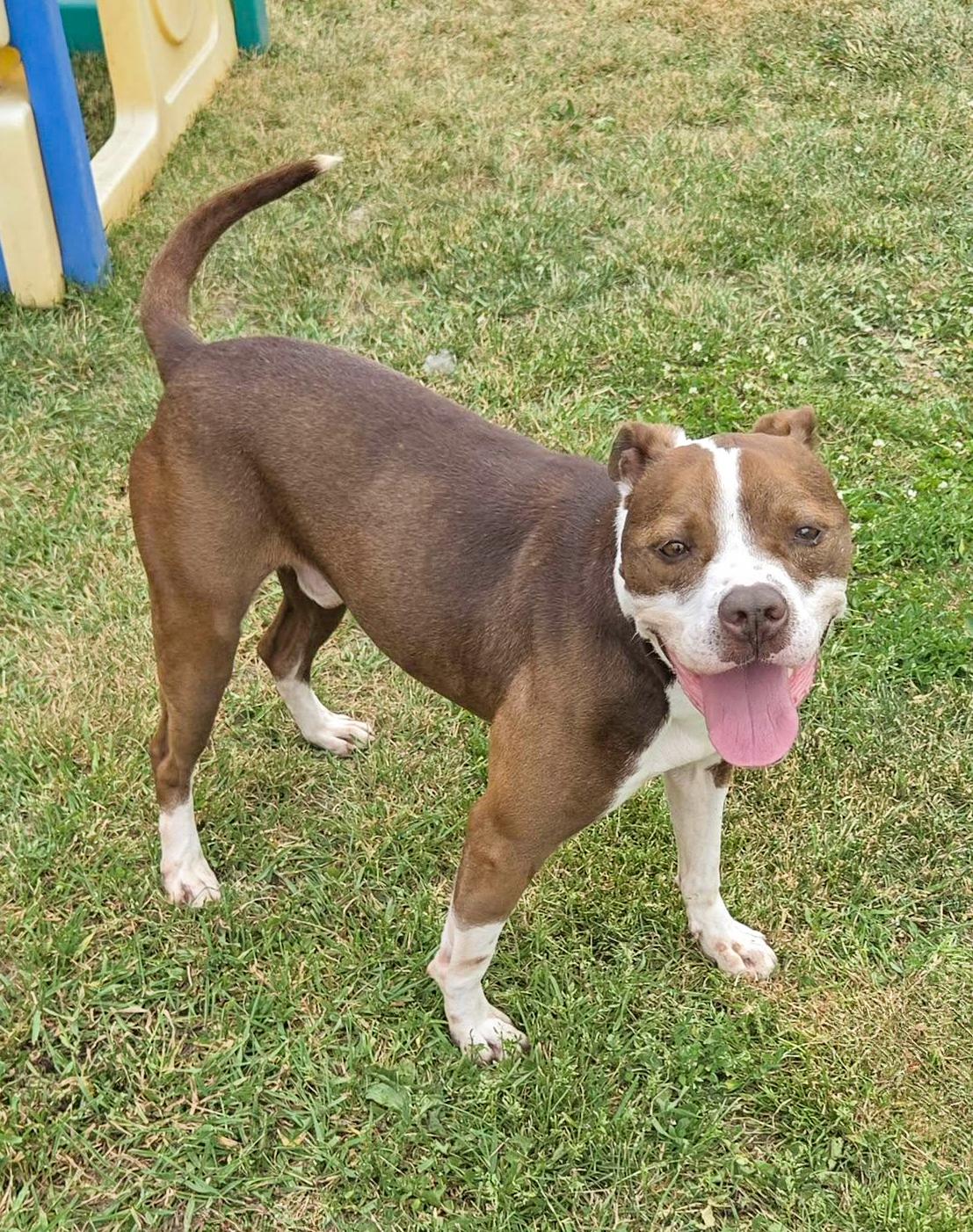 Enlarge CHASE- Needs a foster/forever home!, a Adoptable mixed breed in Birmingham, MI image 5/6