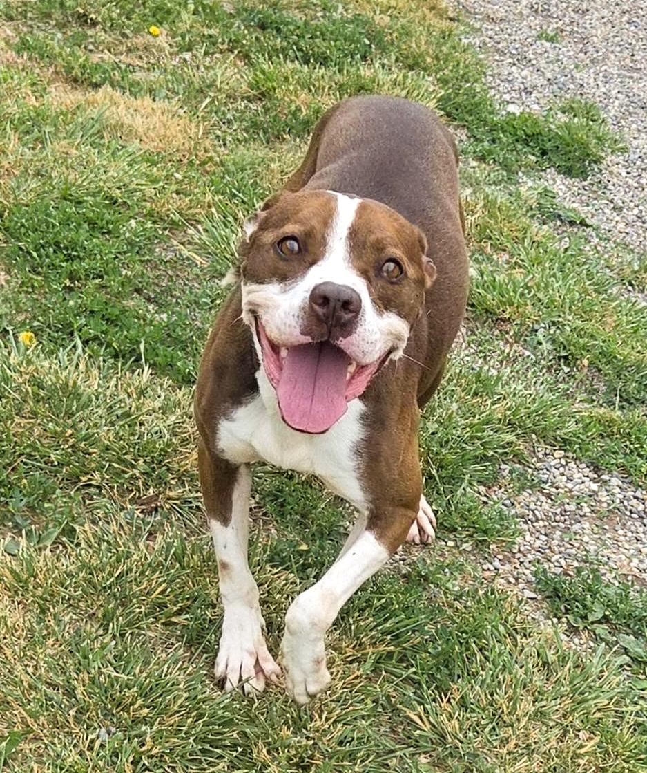 Enlarge CHASE- Needs a foster/forever home!, a Adoptable mixed breed in Birmingham, MI image 6/6