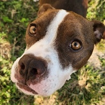 CHASE- Needs a foster/forever home!