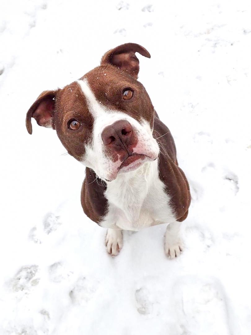 CHASE- Needs a foster/forever home!, a Adoptable mixed breed in Birmingham, MI image 5/6