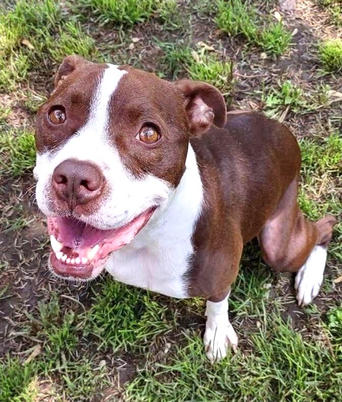 CHASE- Needs a foster/forever home!, a Adoptable mixed breed in Birmingham, MI image 6/6