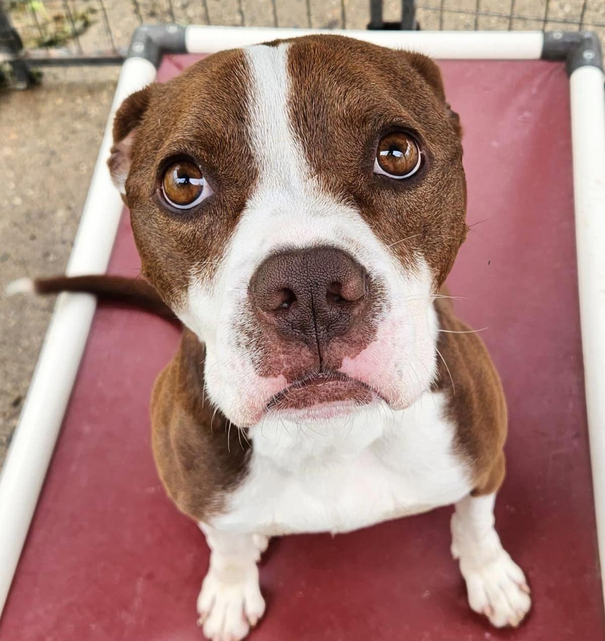 CHASE- Needs a foster/forever home!, Adoptable, Adult Male Boxer.