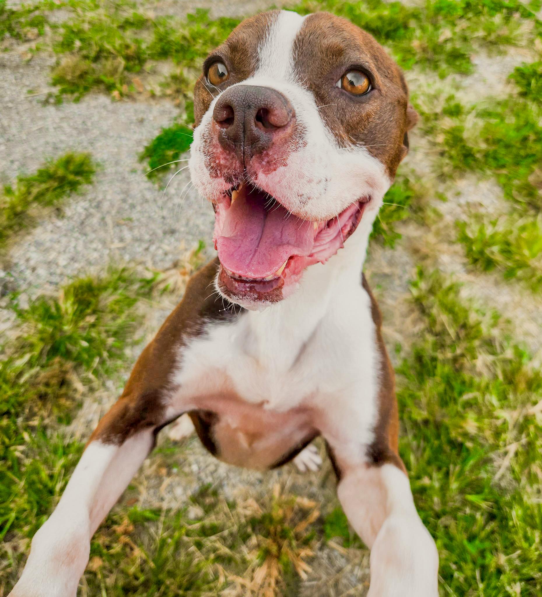 CHASE- Needs a foster/forever home!, a Adoptable mixed breed in Birmingham, MI image 4/6