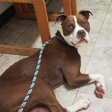 CHASE- Needs a foster/forever home!, an adoptable Boxer in Birmingham, MI, 48012 | Photo Image 2