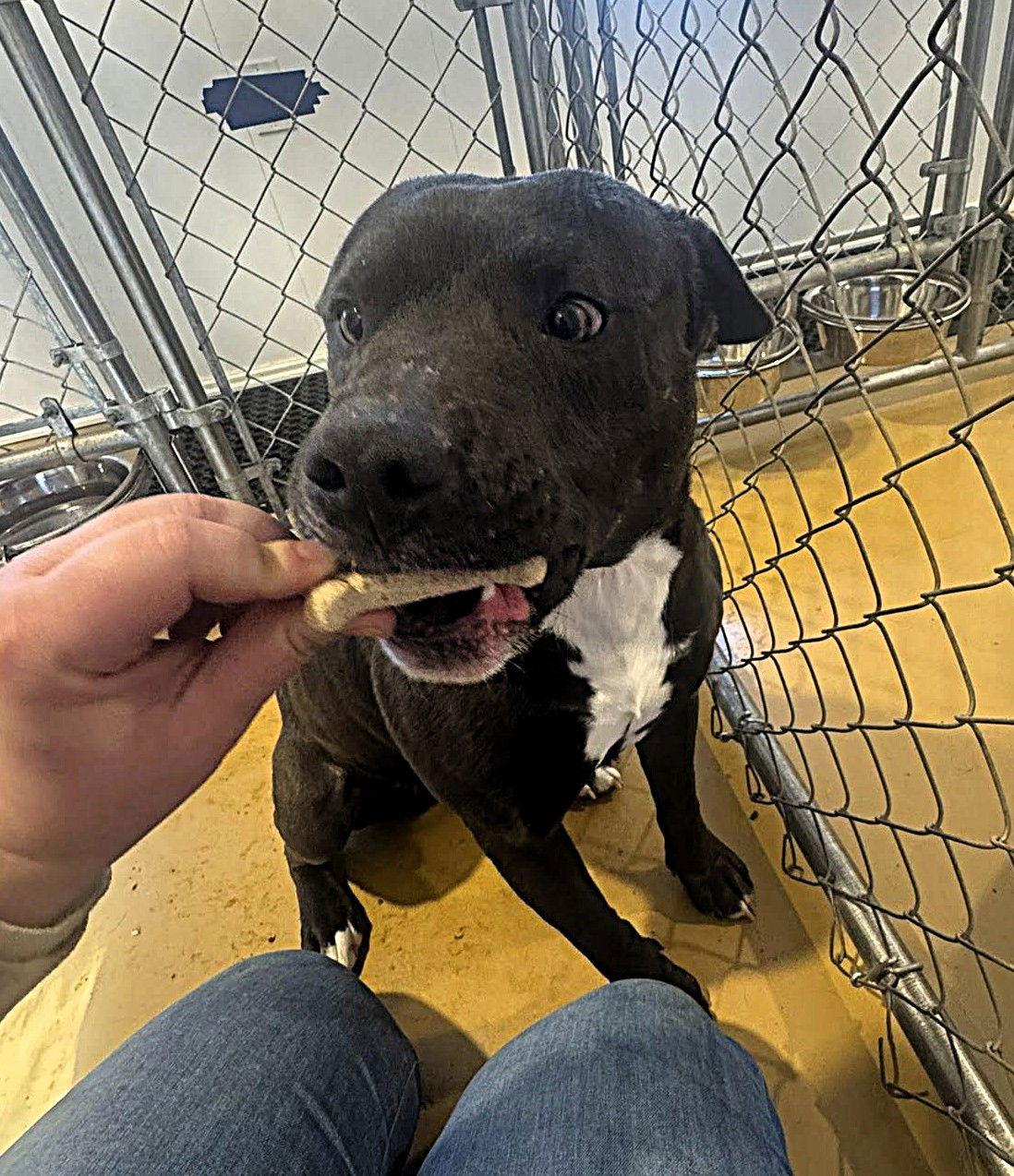 Kilo (1yo, 50lbs), Adoptable, Adult Male Pit Bull Terrier.