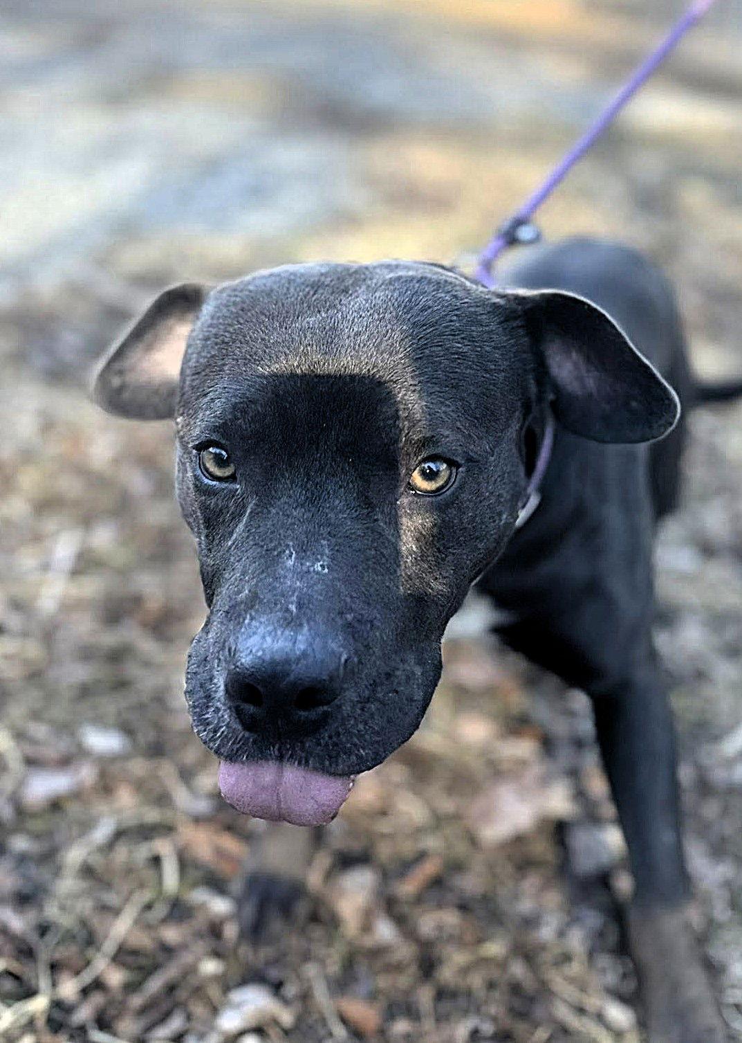 Kilo (1yo, 50lbs), a Adoptable Pit Bull Terrier in Hinton, WV image 3/3