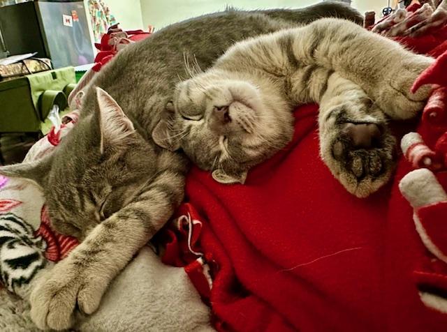 Enlarge Teddy and Rocky, a Adoptable Domestic Short Hair in Chesapeake Beach, MD image 1/6