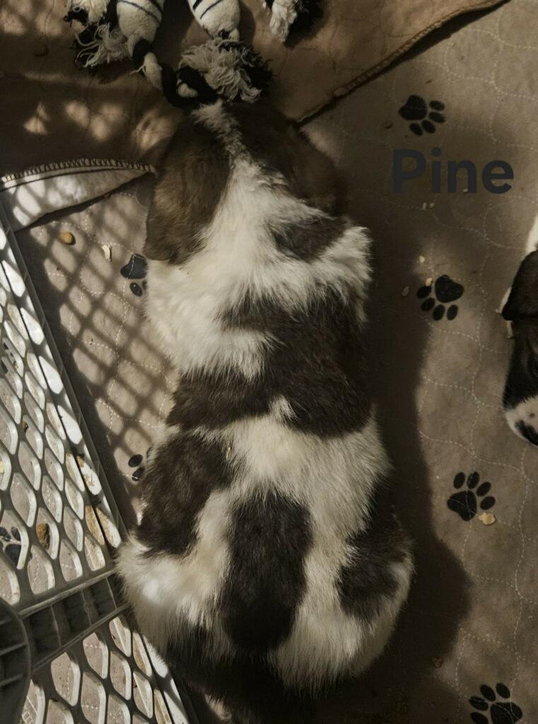 Enlarge Christmas Piney, a Adoptable Saint Bernard in Hindsboro, IL image 2/2