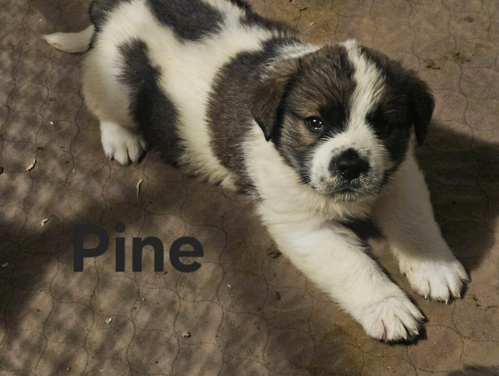 Christmas Piney, Adoptable, Puppy Male Saint Bernard.