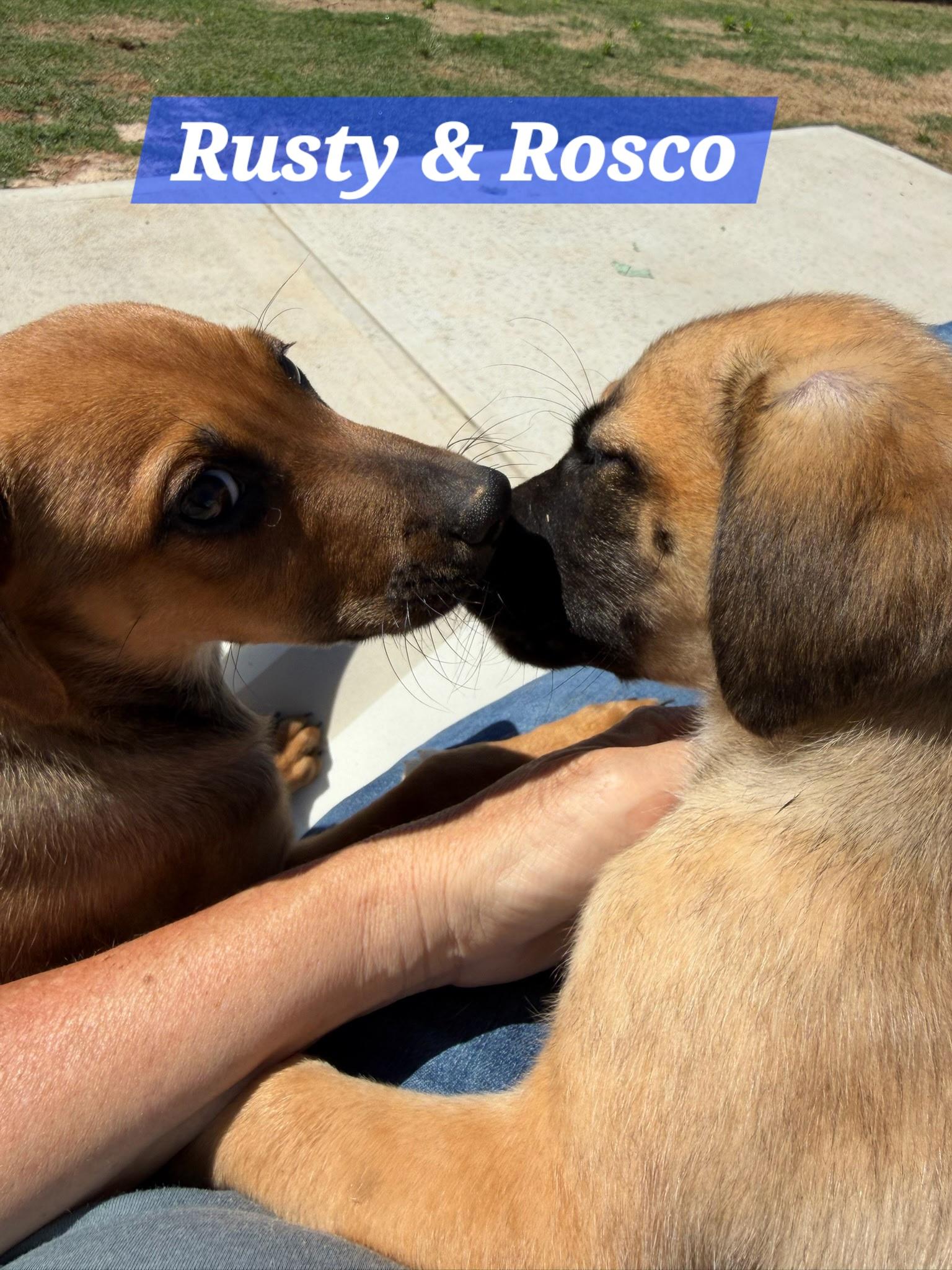 Roscoe, a Adoptable mixed breed in Denver, NC image 5/6