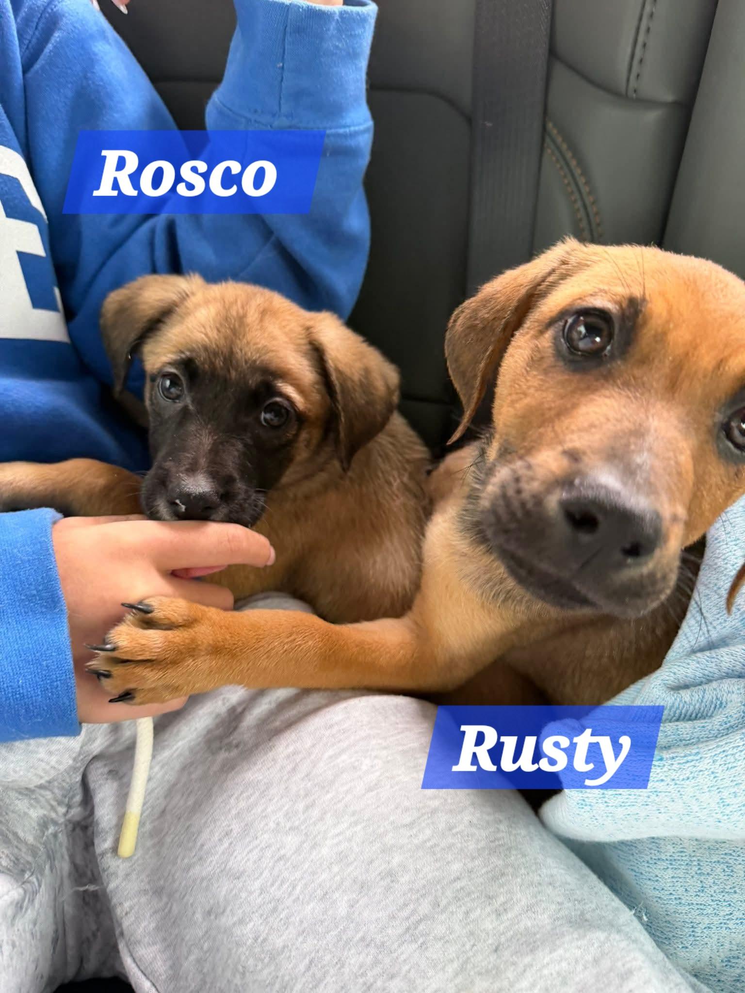 Roscoe, a Adoptable mixed breed in Denver, NC image 2/6