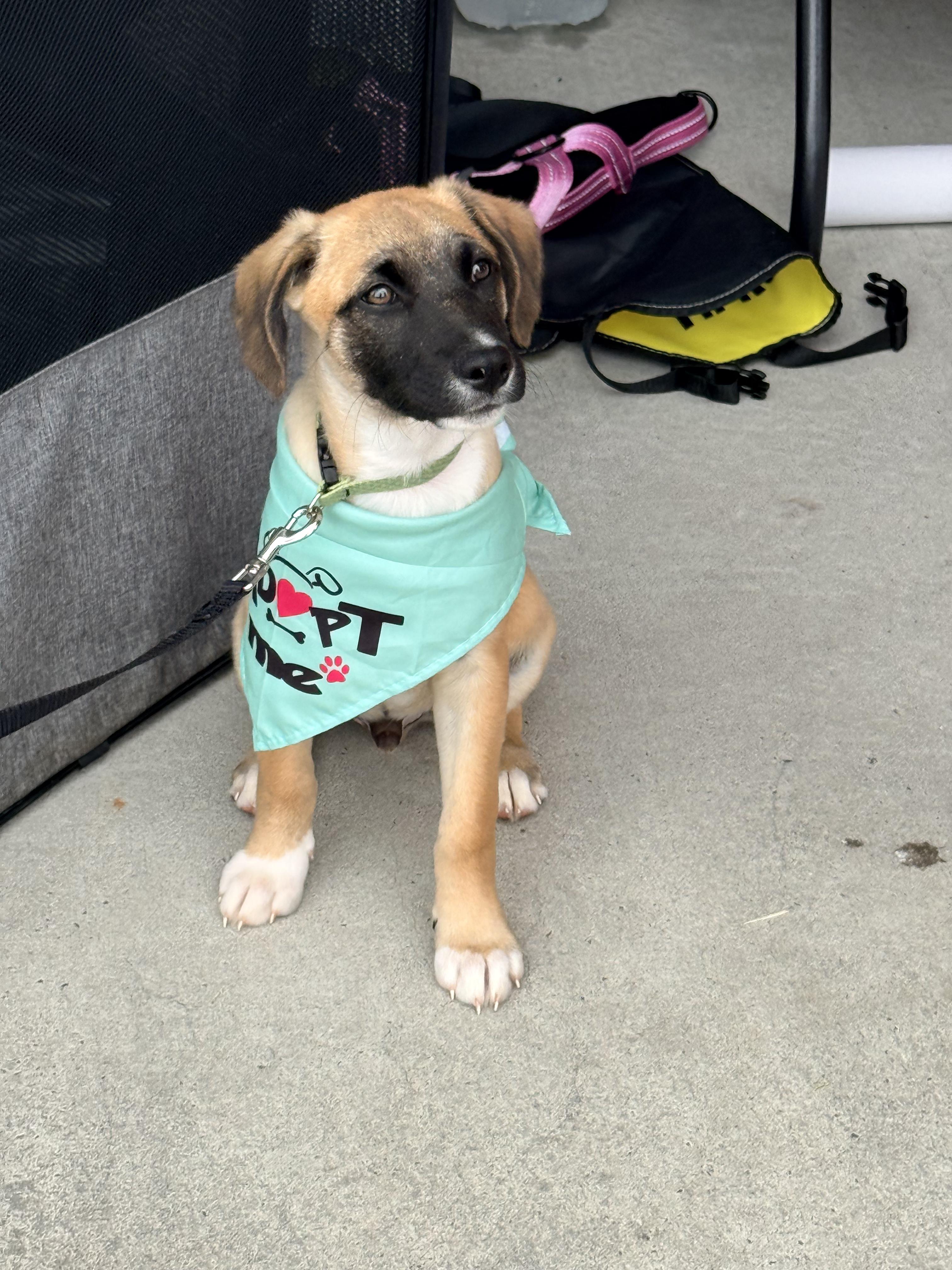 Enlarge Roscoe, an adopted mixed breed in Denver, NC image 2/6
