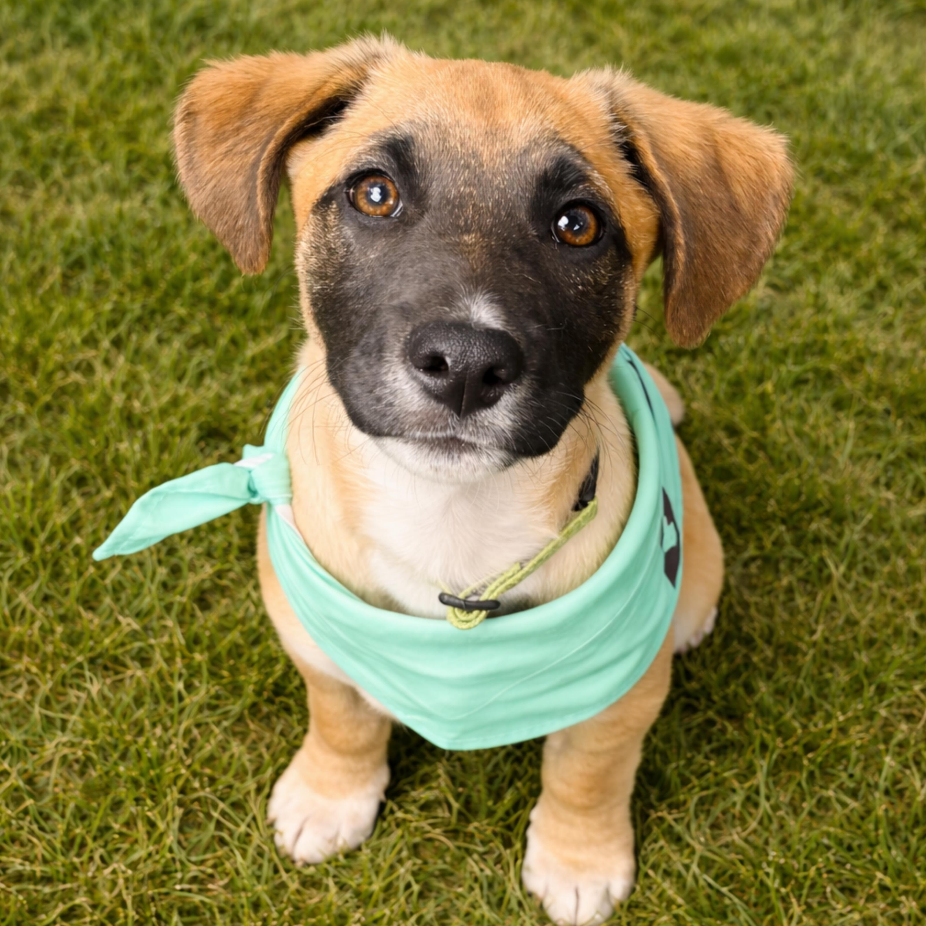 Enlarge Roscoe, an adopted mixed breed in Denver, NC image 1/6