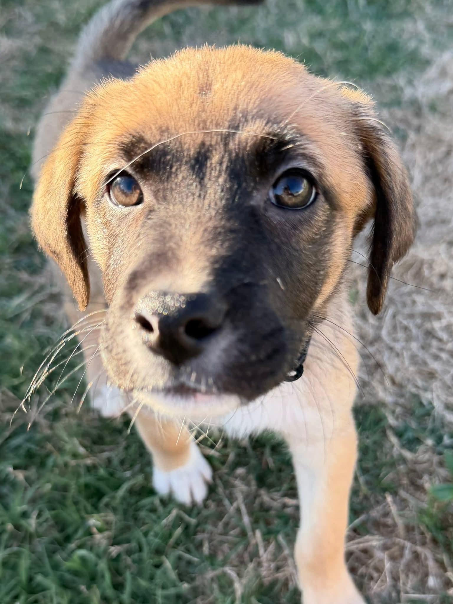 Roscoe, Adoptable, Puppy Male Doberman Pinscher & Jack Russell Terrier.