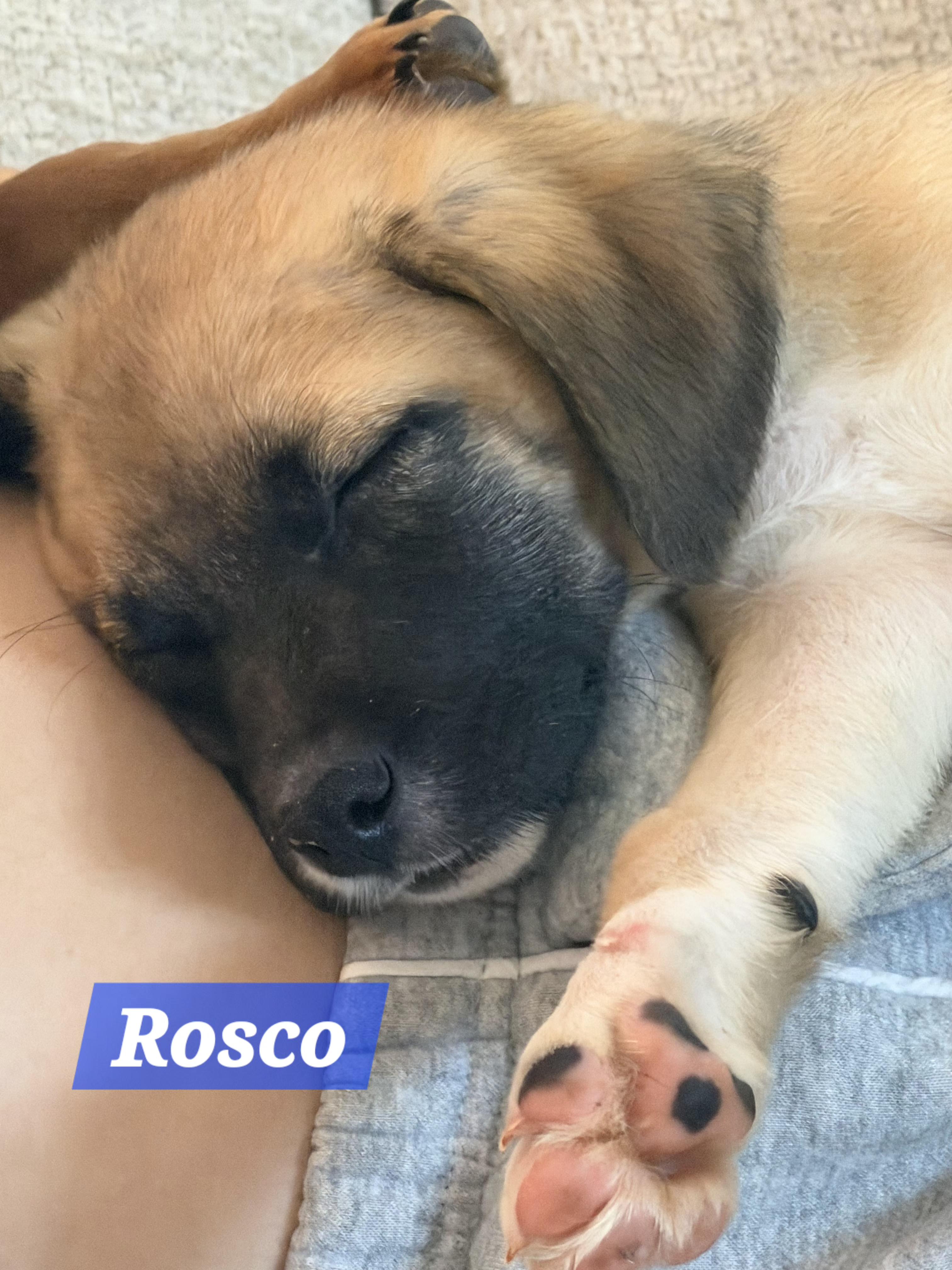Roscoe, a Adoptable mixed breed in Denver, NC image 4/6