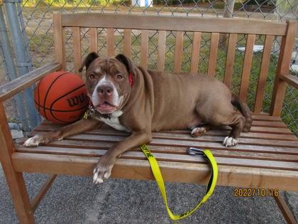 Caterpillar, a Adoptable Mixed Breed in Atlanta, GA image 2/3