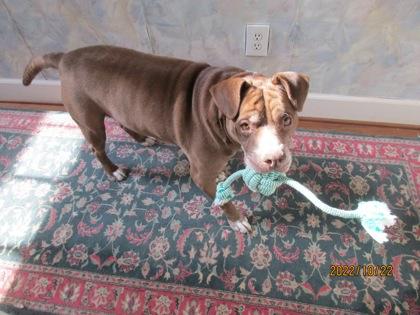 Caterpillar, a Adoptable Mixed Breed in Atlanta, GA image 3/3