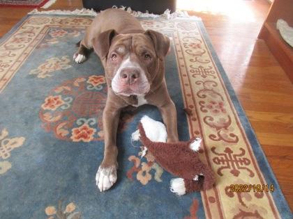 Enlarge Caterpillar, a Adoptable Mixed Breed in Atlanta, GA image 3/3