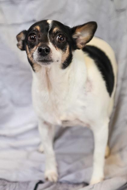 Sketch, Adoptable, Adult Female Terrier & Mixed Breed.