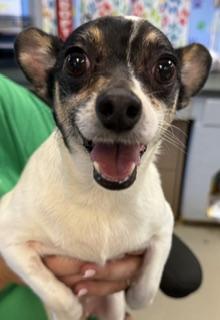 Enlarge Sketch, a Adoptable mixed breed in Dothan, AL image 2/2
