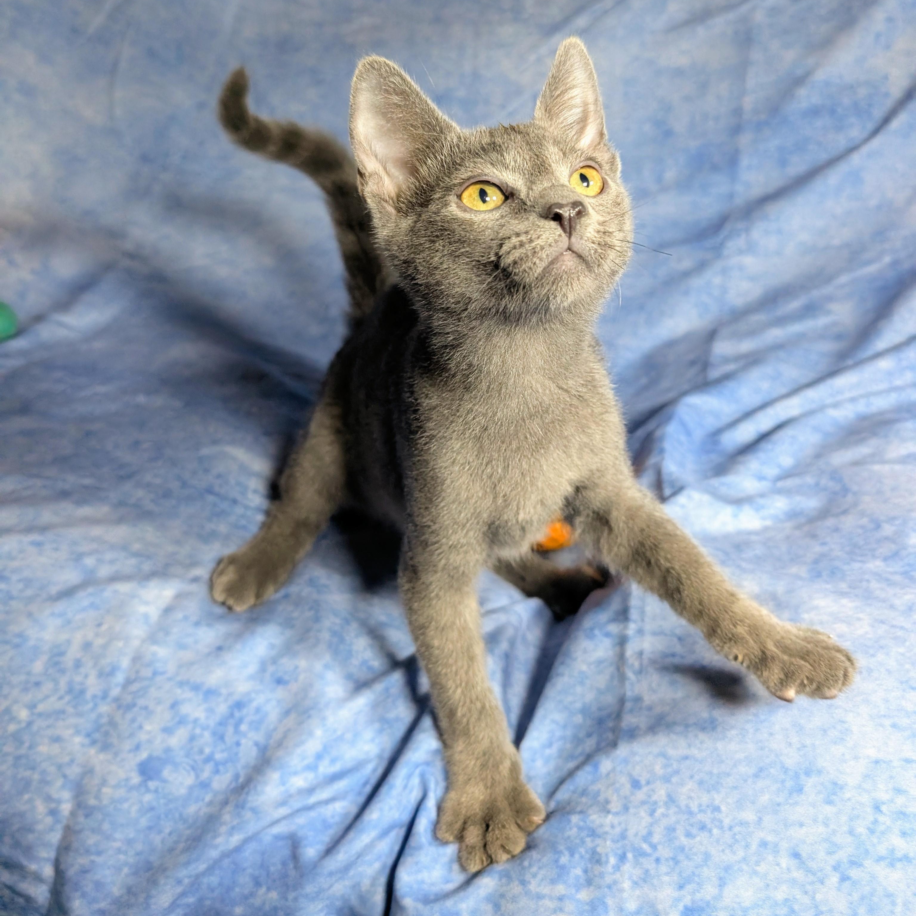 Enlarge Lucca (Male Kitten), a Adoptable Domestic Short Hair in San Francisco, CA image 4/5