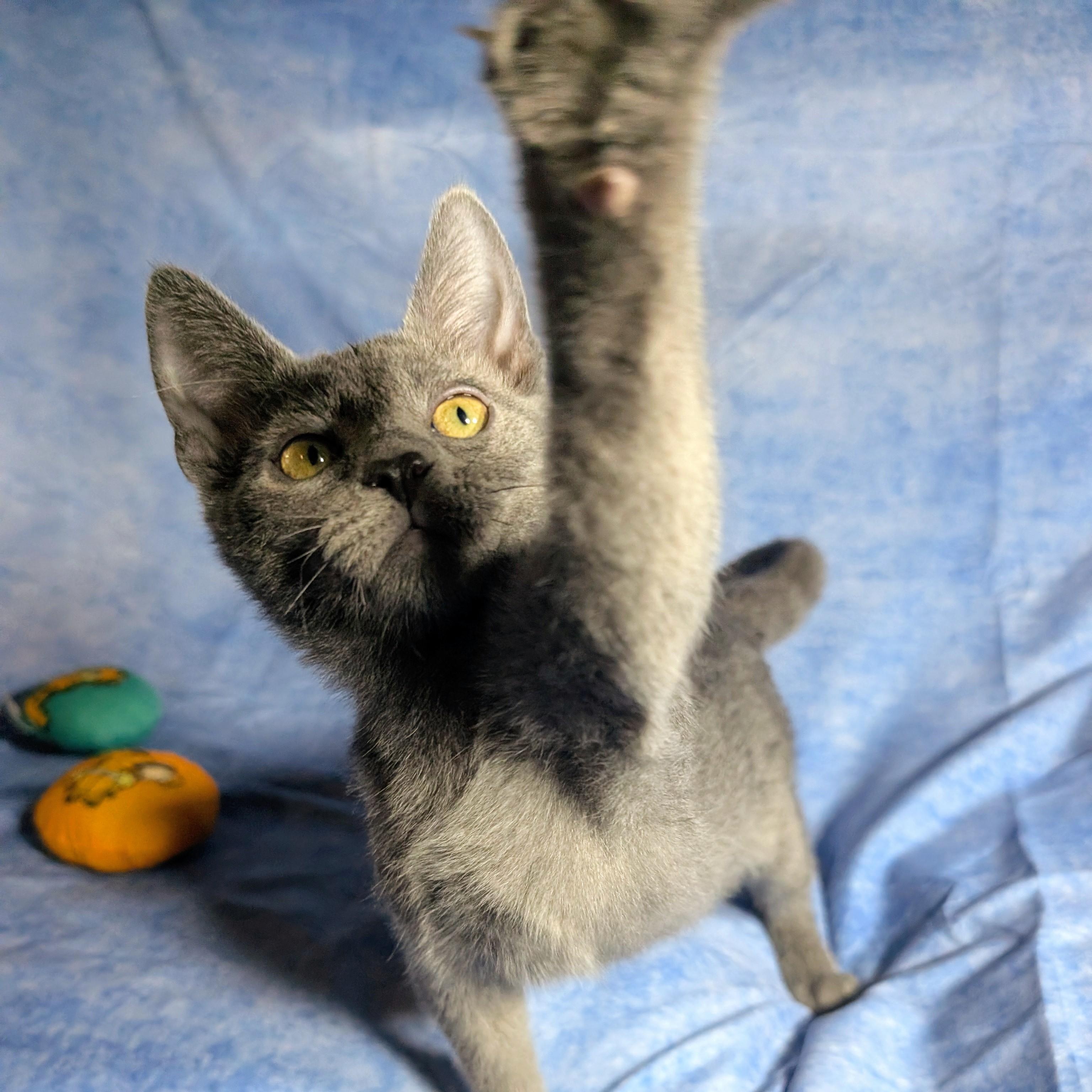 Enlarge Lucca (Male Kitten), a Adoptable Domestic Short Hair in San Francisco, CA image 5/5