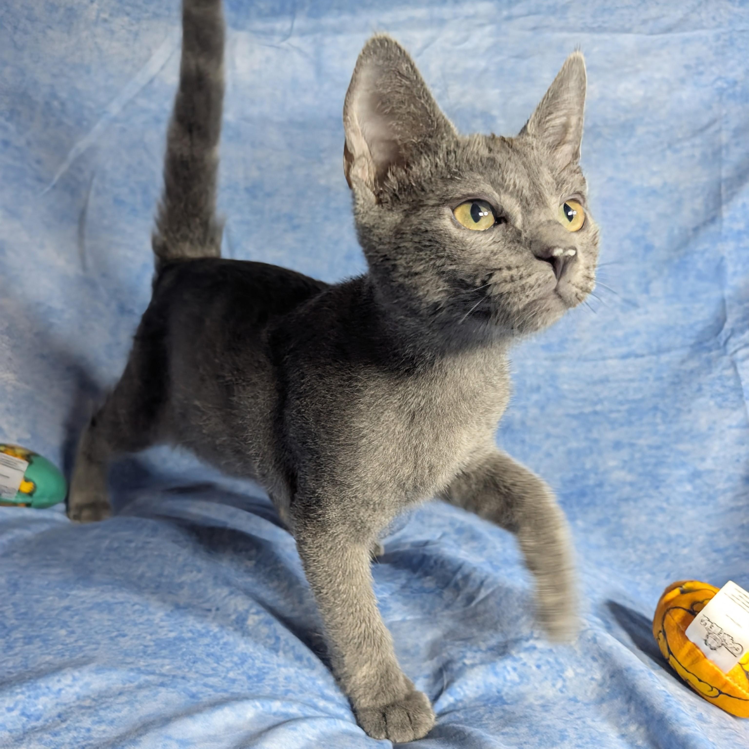 Enlarge Lucca (Male Kitten), a Adoptable Domestic Short Hair in San Francisco, CA image 3/5