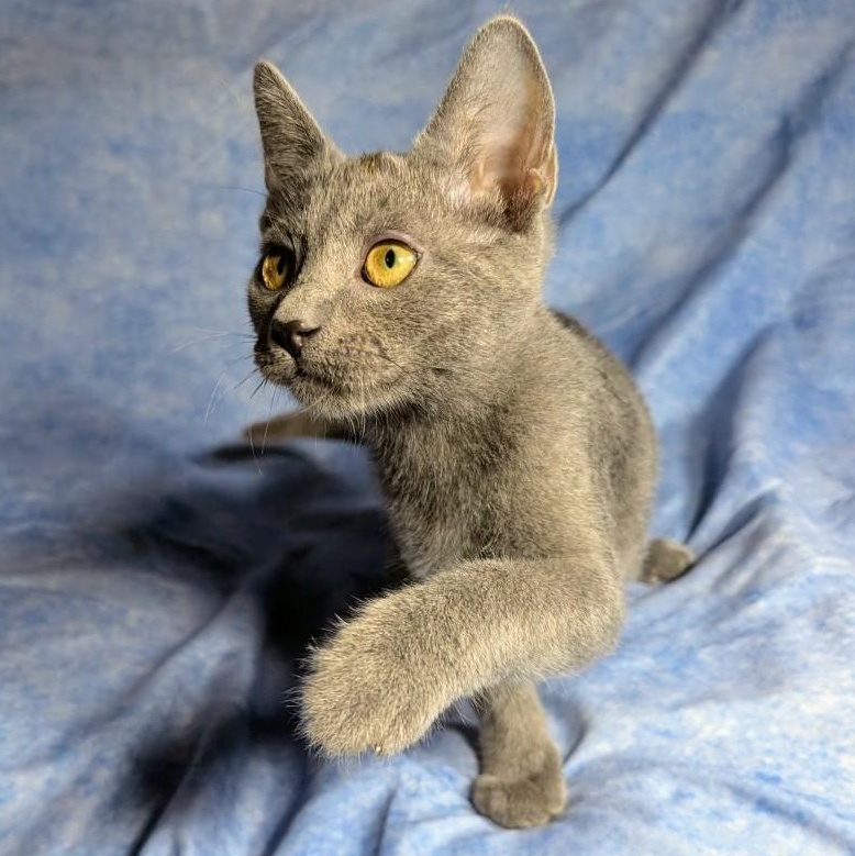Enlarge Lucca (Male Kitten), a Adoptable Domestic Short Hair in San Francisco, CA image 2/5