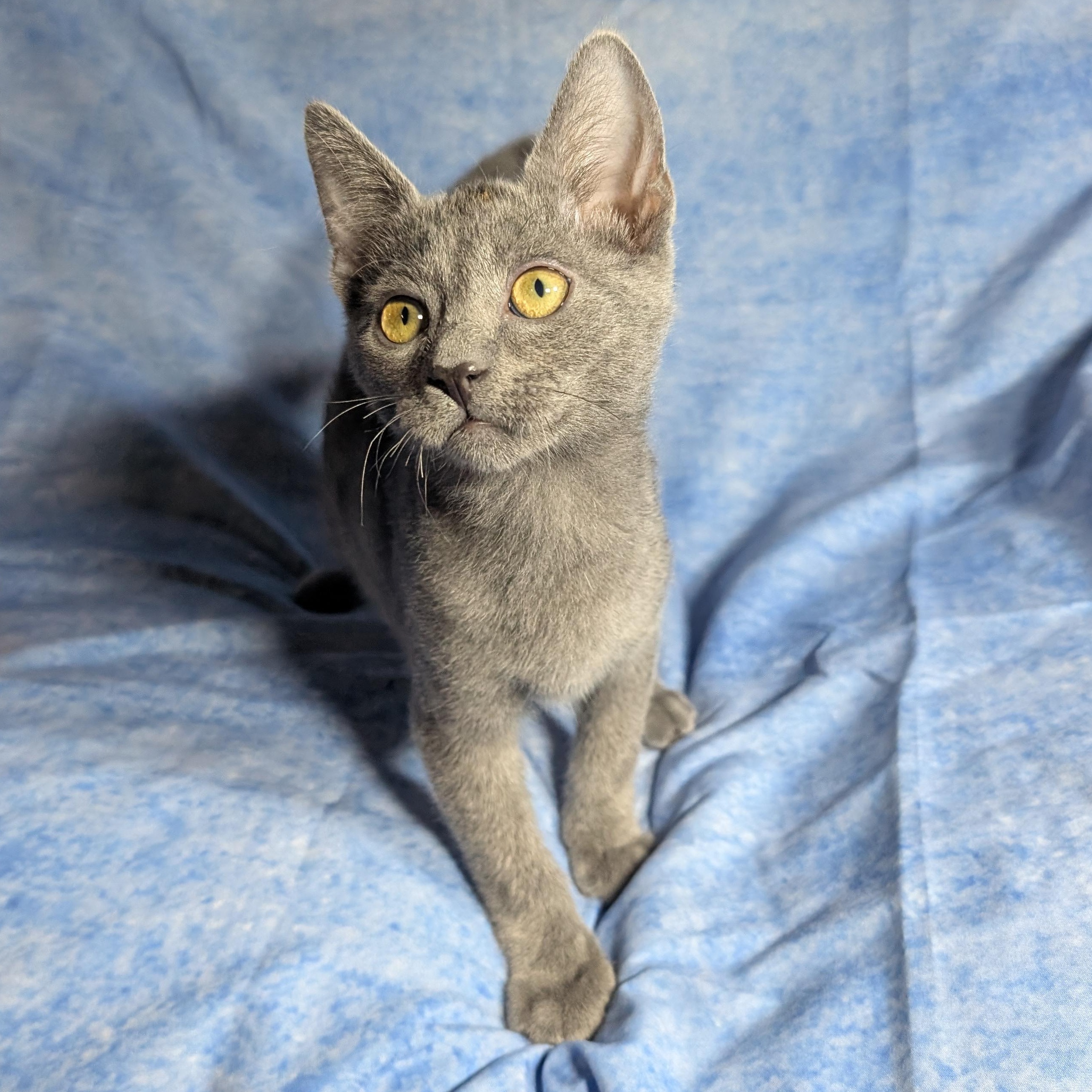 Enlarge Lucca (Male Kitten), a Adoptable Domestic Short Hair in San Francisco, CA image 1/5