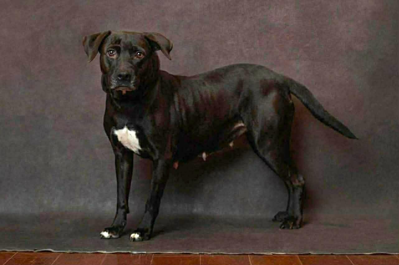 Enlarge Lexi, a ADOPTABLE Mixed Breed in Northwood, NH image 1/1