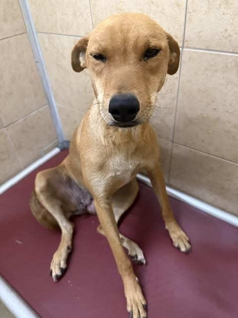 Trixie, a Adoptable Mixed Breed in Hobbs, NM image 1/4