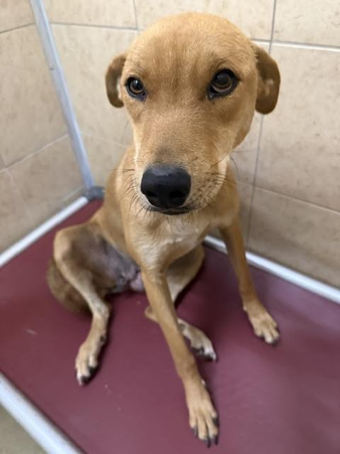 Trixie, a Adoptable Mixed Breed in Hobbs, NM image 2/4