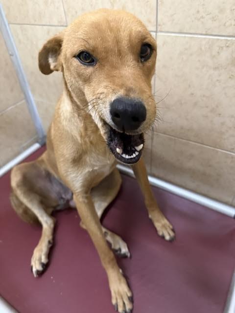 Trixie, a Adoptable Mixed Breed in Hobbs, NM image 3/4