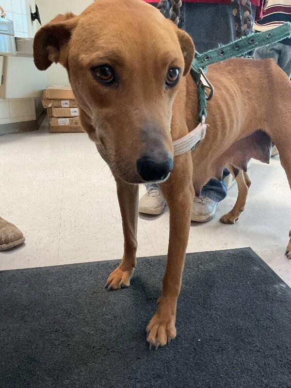 Trixie, a Adoptable Mixed Breed in Hobbs, NM image 4/4