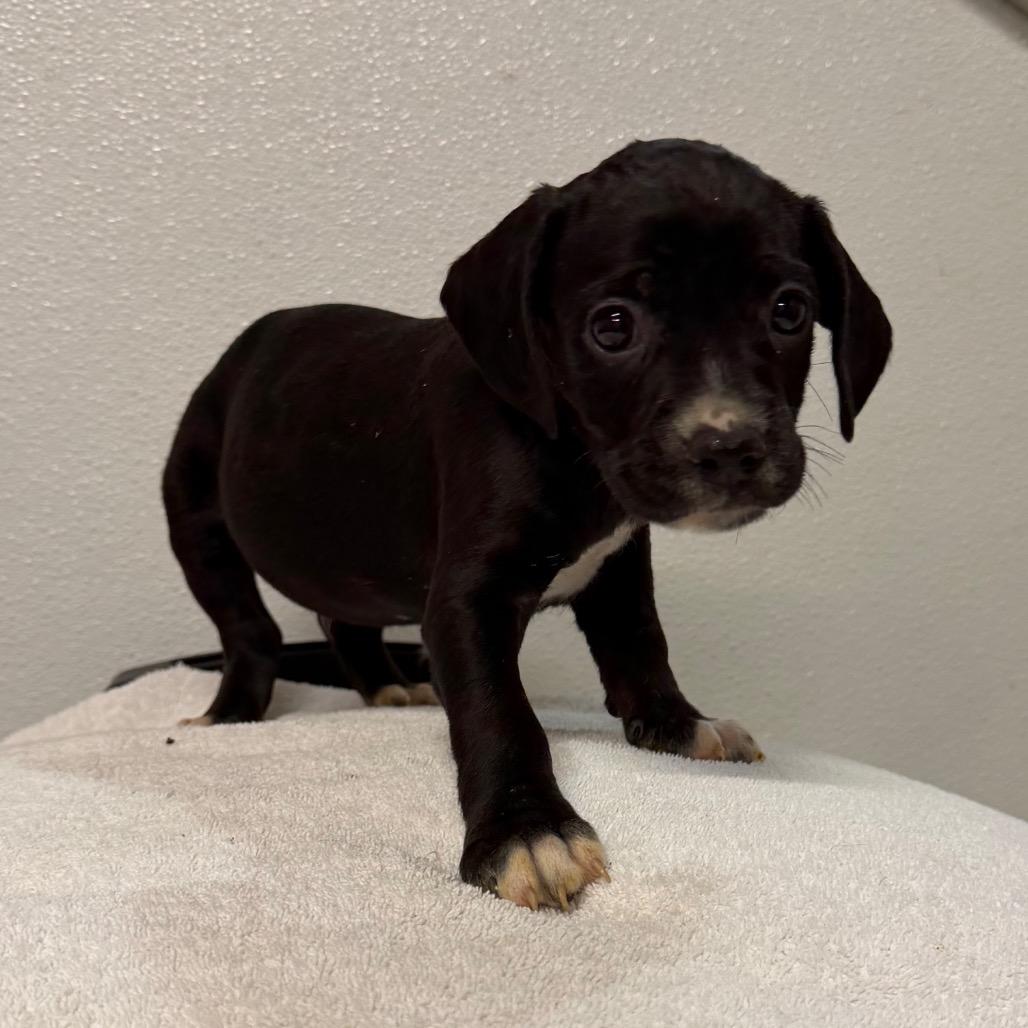Billy, Adoptable, Puppy Male Cavalier King Charles Spaniel & Pit Bull Terrier.
