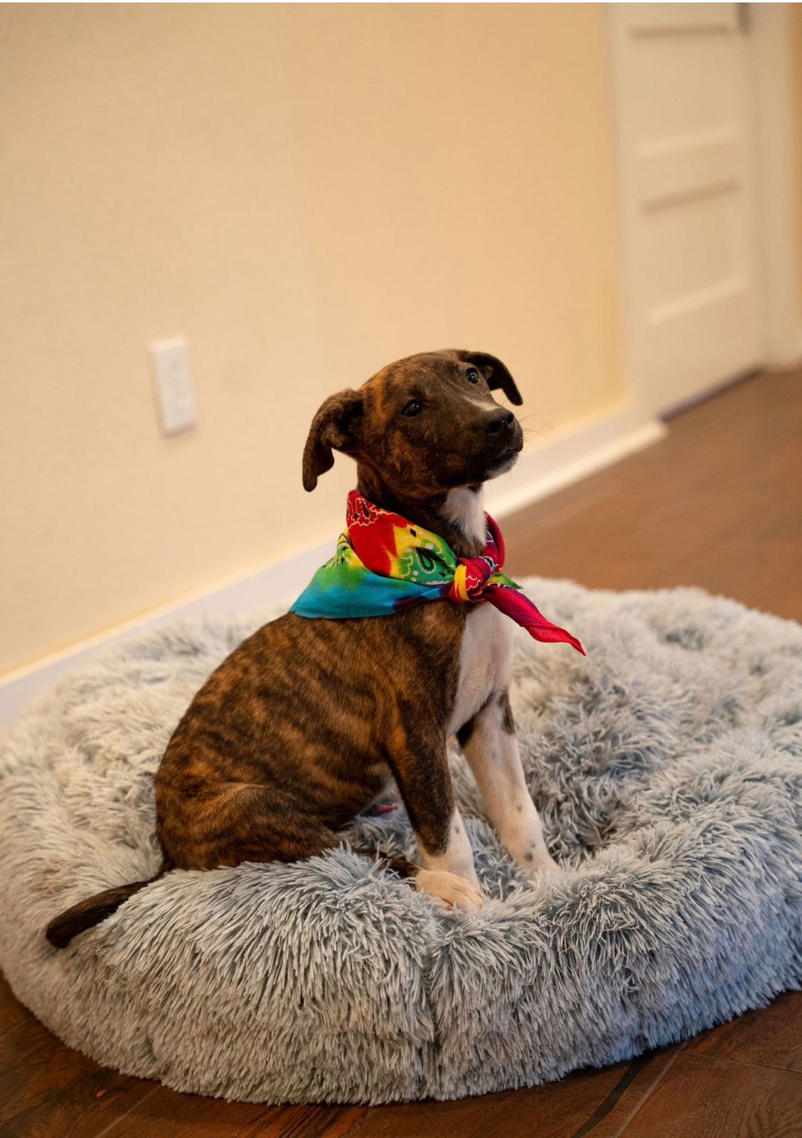 Enlarge Java, a Adoptable mixed breed in Horseheads, NY image 5/5