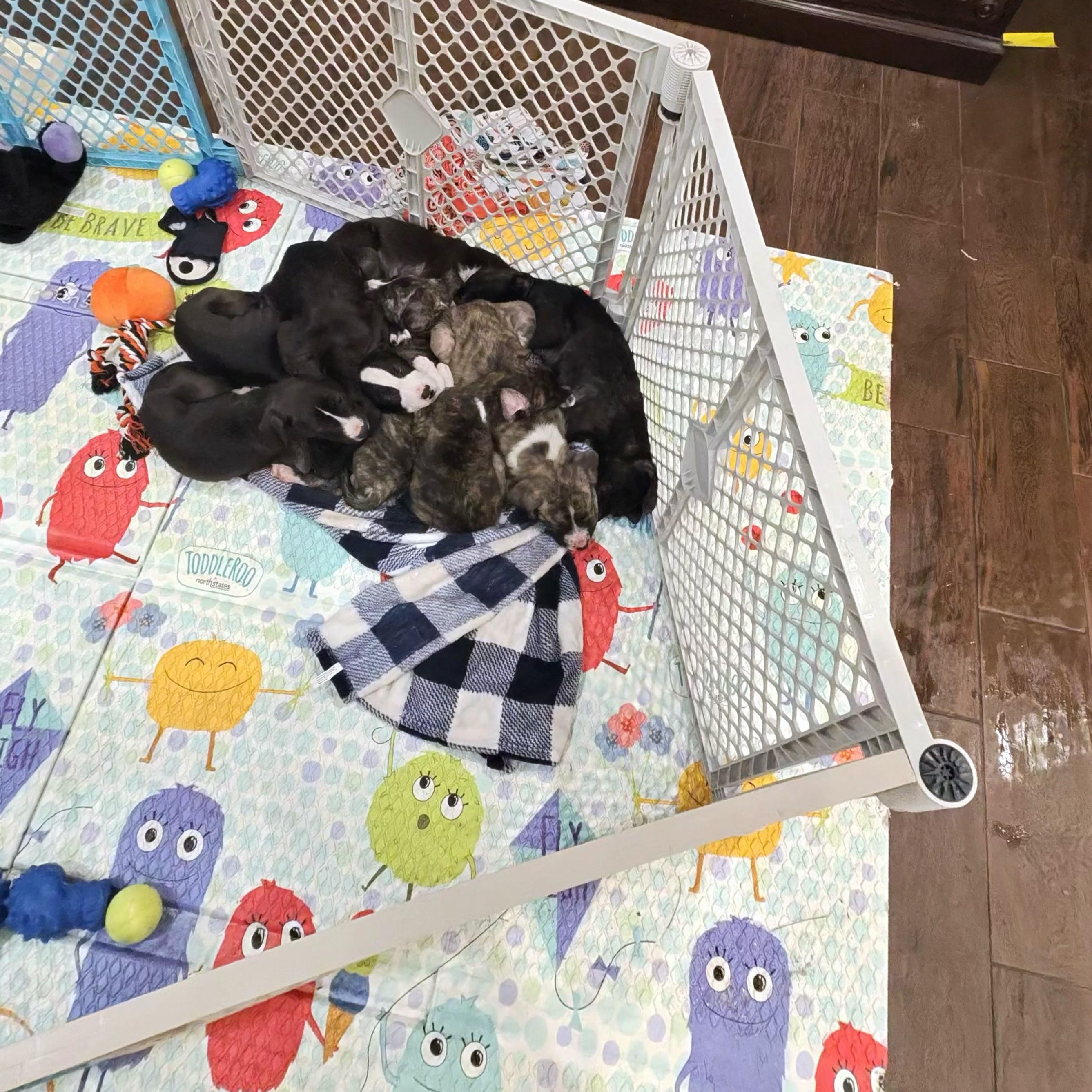 Enlarge Java, a Adoptable mixed breed in Horseheads, NY image 4/6