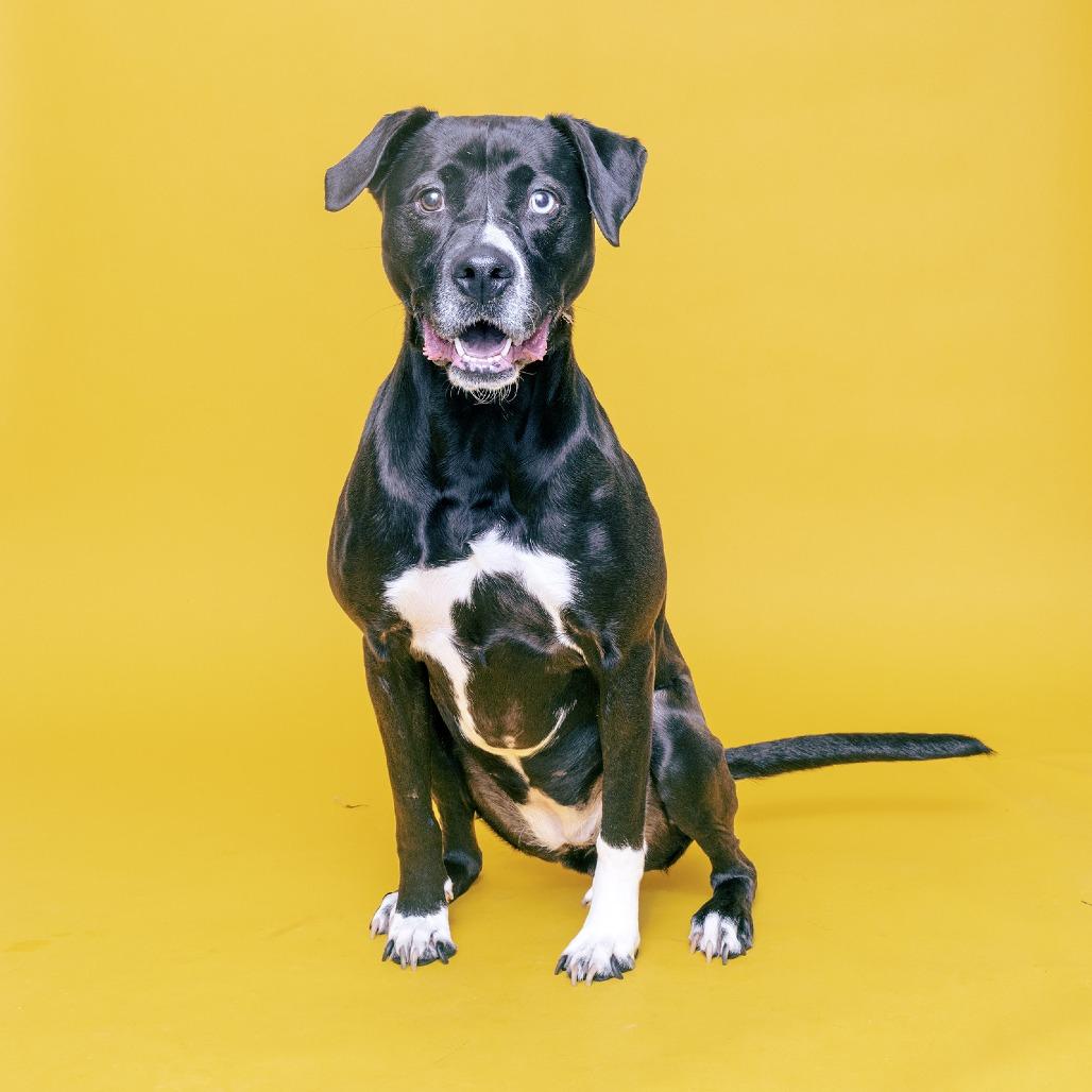 Lulu, Adoptable, Adult Female Mixed Breed.