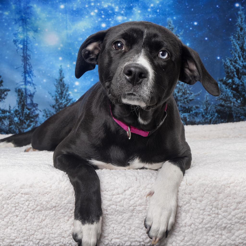 Enlarge Lulu, a Adoptable Mixed Breed in Franklin, TN image 2/3