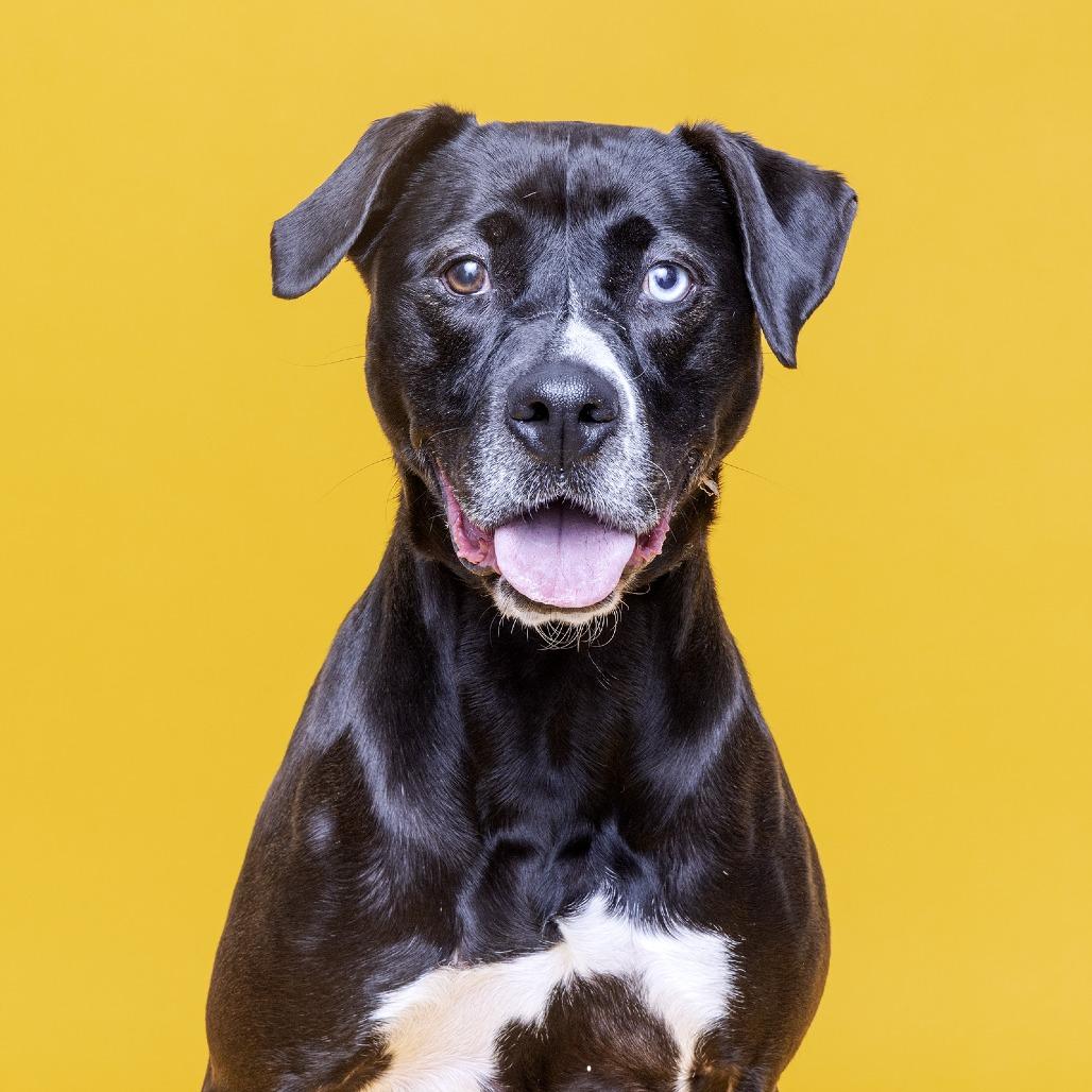 Enlarge Lulu, a Adoptable Mixed Breed in Franklin, TN image 3/3