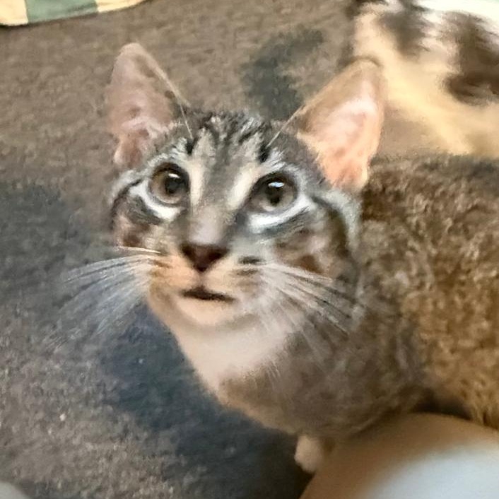 Enlarge MAJOR, a ADOPTABLE Domestic Short Hair in Gresham, WI image 1/1