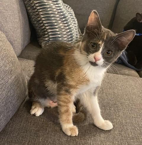 Enlarge Hazel (SH), an adopted American Shorthair in Schertz, TX image 1/2