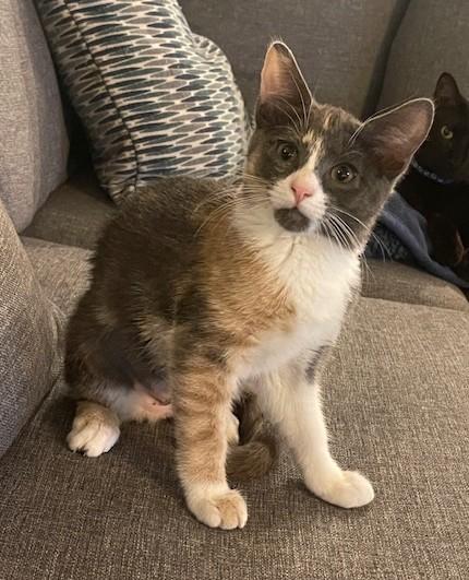 Enlarge Hazel (SH), an adopted American Shorthair in Schertz, TX image 2/2