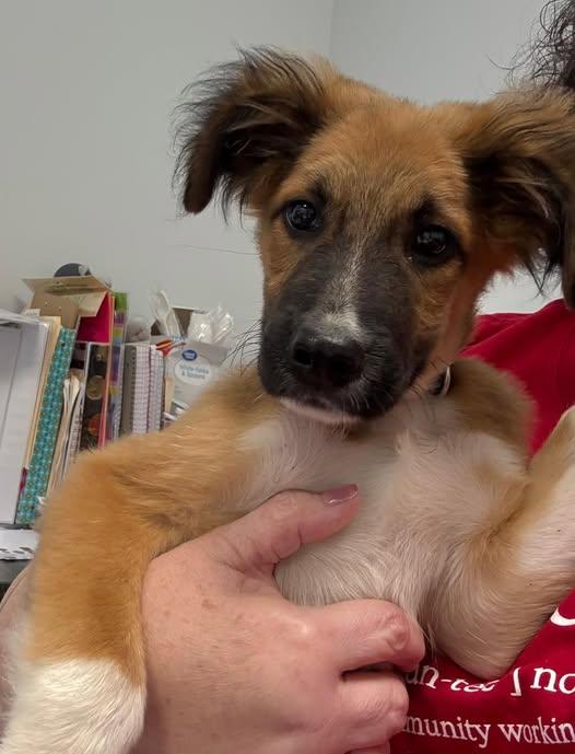 Alfie, Adoptable, Puppy Male Mixed Breed.