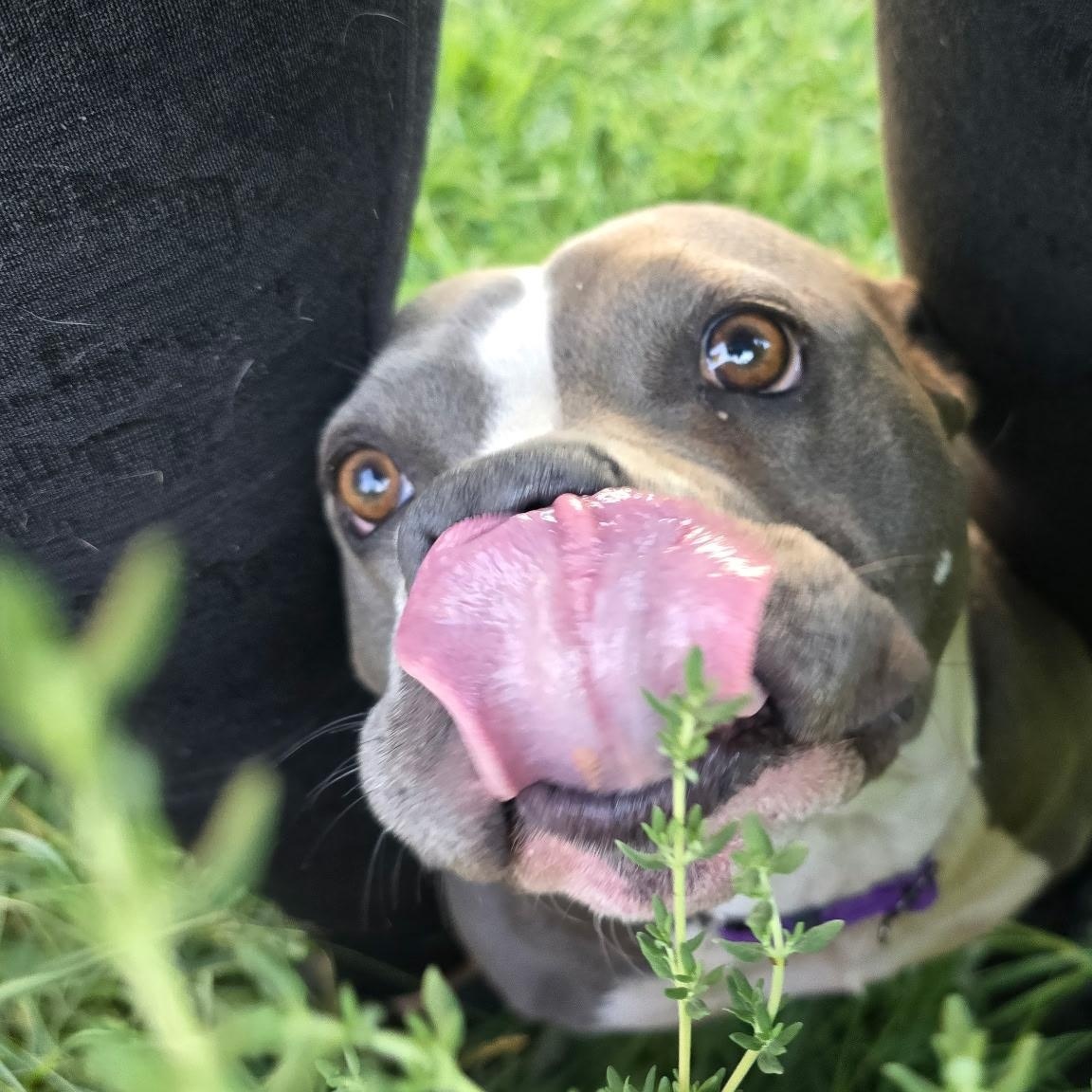 Peppa, a ADOPTABLE mixed breed in Union Gap, WA image 5/6