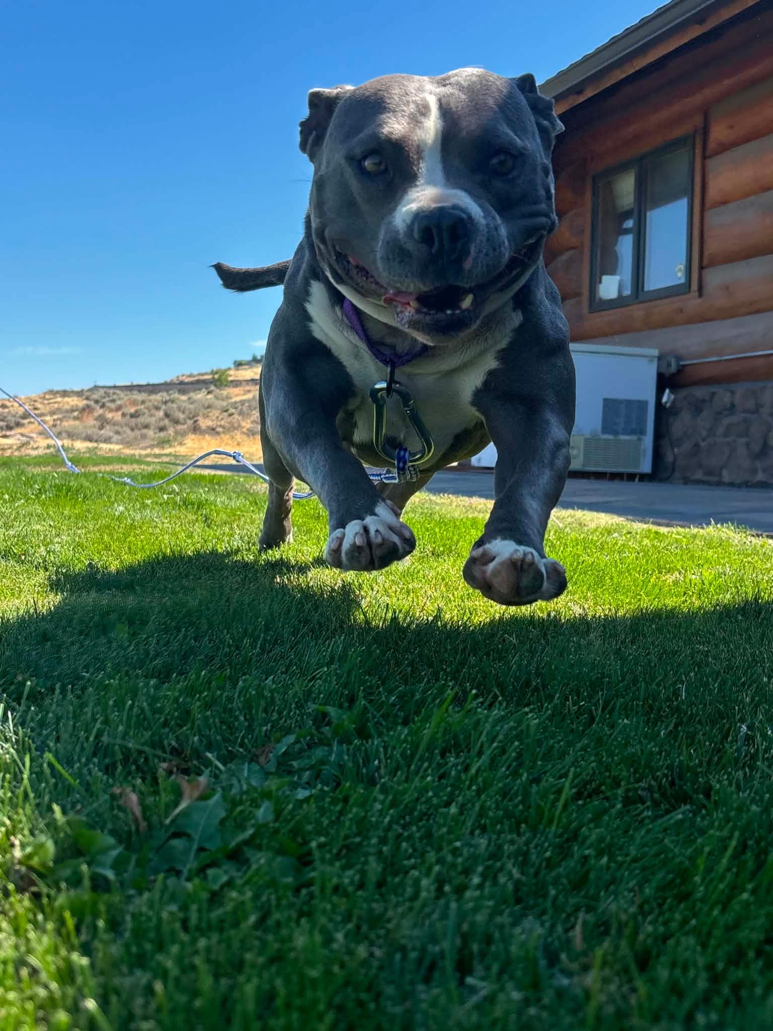 Peppa, ADOPTABLE, Adult Female Pit Bull Terrier.